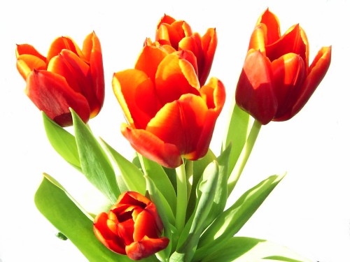 Tulipany na dzień kobiet. Tulipany na dzień kobiet.