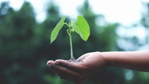 fot. Pexels - Akil Mazumder Nowoczesna strona z CMS dla organizacji pozarządowej i projektu ekologicznego (zintegrowana z AI, dostępna cyfrowo z WCAG)