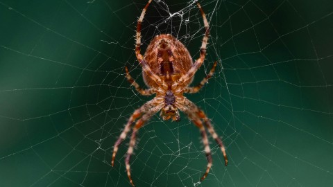 fot. Pexels - Diana ✨ Generowanie leadów, pojęcie konwersji i podstawy CRO