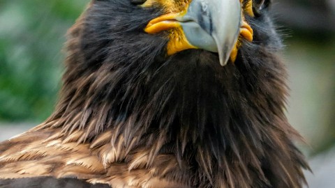 fot. Unsplash - 𝕶𝖚𝖒𝖆𝖘 𝕿𝖆𝖛𝖊𝖗𝖓𝖊 Majestic – potężne narzędzie do analizy linków